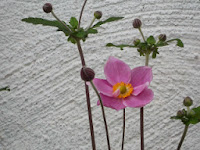 Japanese anemone