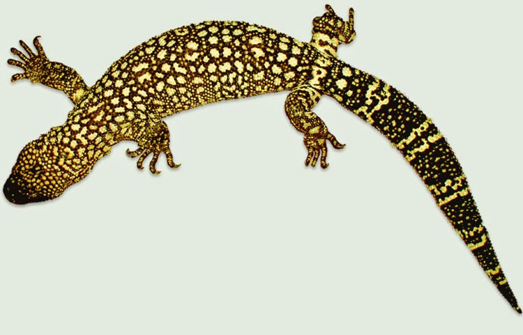 Download 3000 Wallpaper Cicak Bergerak HD Terbaik Download 3000 Wallpaper Cicak Bergerak HD Terbaik