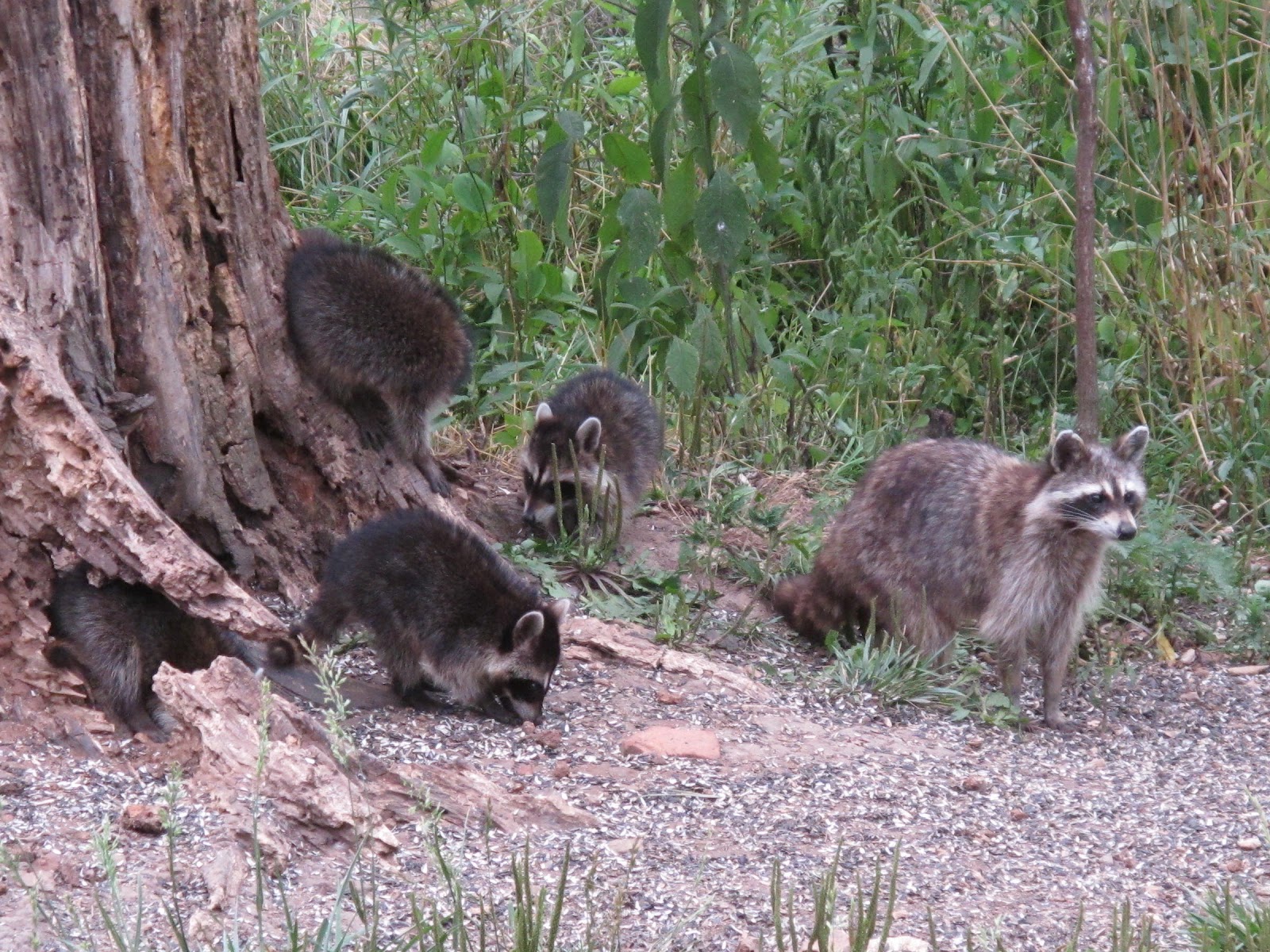 Blue Jay Barrens Young Raccoons