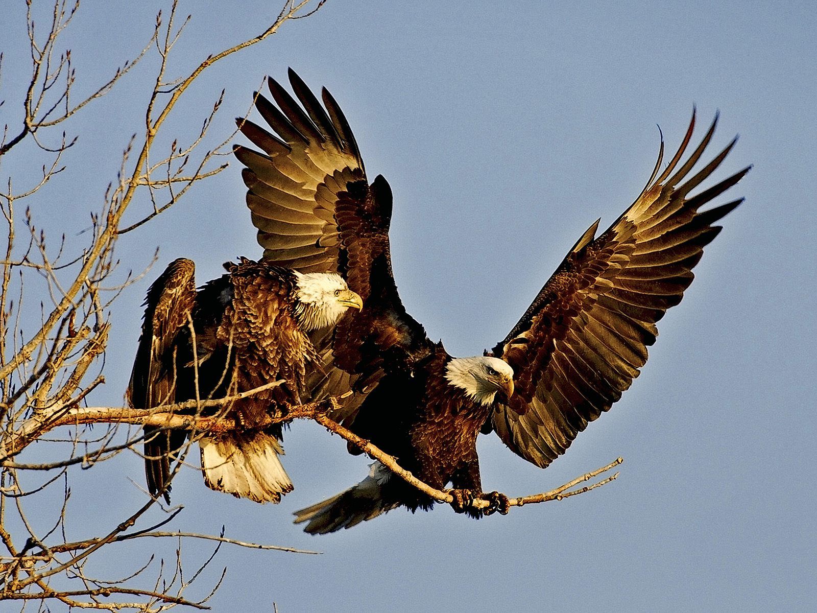 http://4.bp.blogspot.com/-q06EclAFcXo/TbxPvl9PZ3I/AAAAAAAABRs/w7m5W6jvfgM/s1600/Eagle%2BDesktop%2Bwallpaper%2Bdownload.jpg
