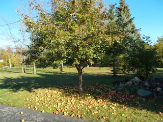 apple tree