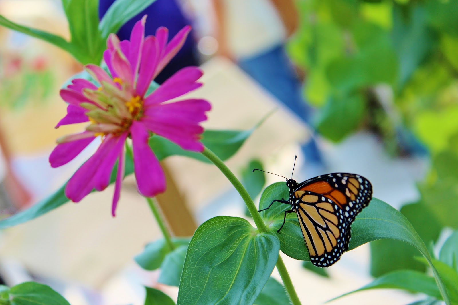Family Fun Panhandle Butterfly House!