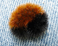 wooly-bear_caterpillar.jpg