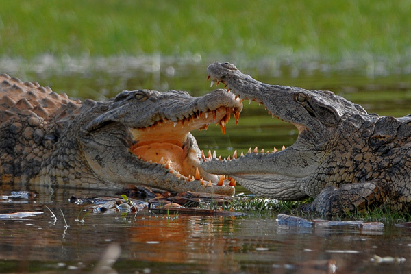 American crocodile   animals | national geographic