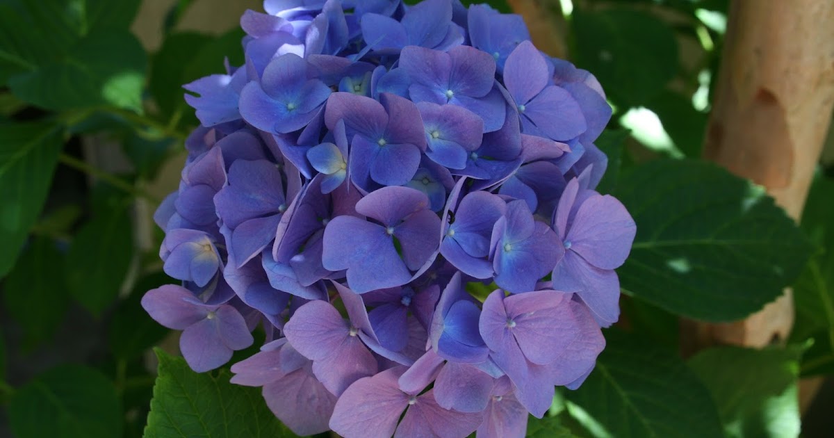 Defining Your Home Garden And Travel Refreshing Little Lime