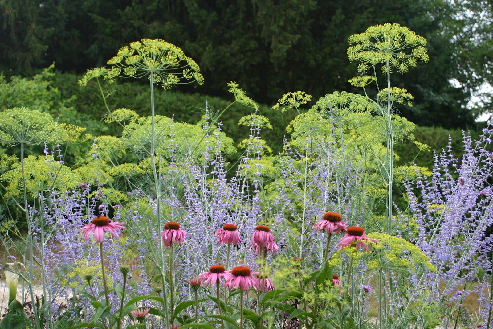 Chateau Moorhen My top garden plants Dill