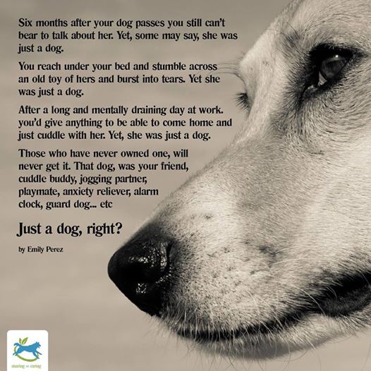 one minute read me and my dog a memoir the wisdom road