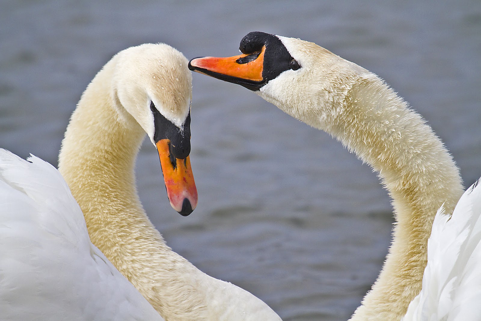 PETER'S PORTFOLIO..............Bird & Wildlife Photography Mute Swans