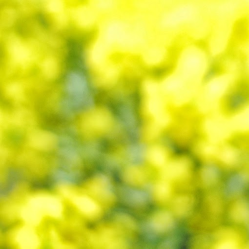 Free Textures #8 Yellow Flowers Free Textures #8 Yellow Flowers