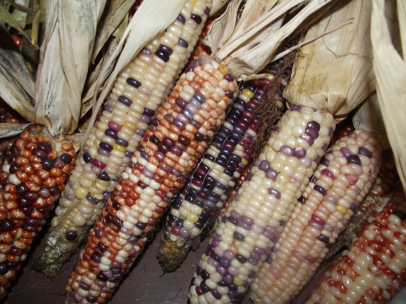 Pretty Corn