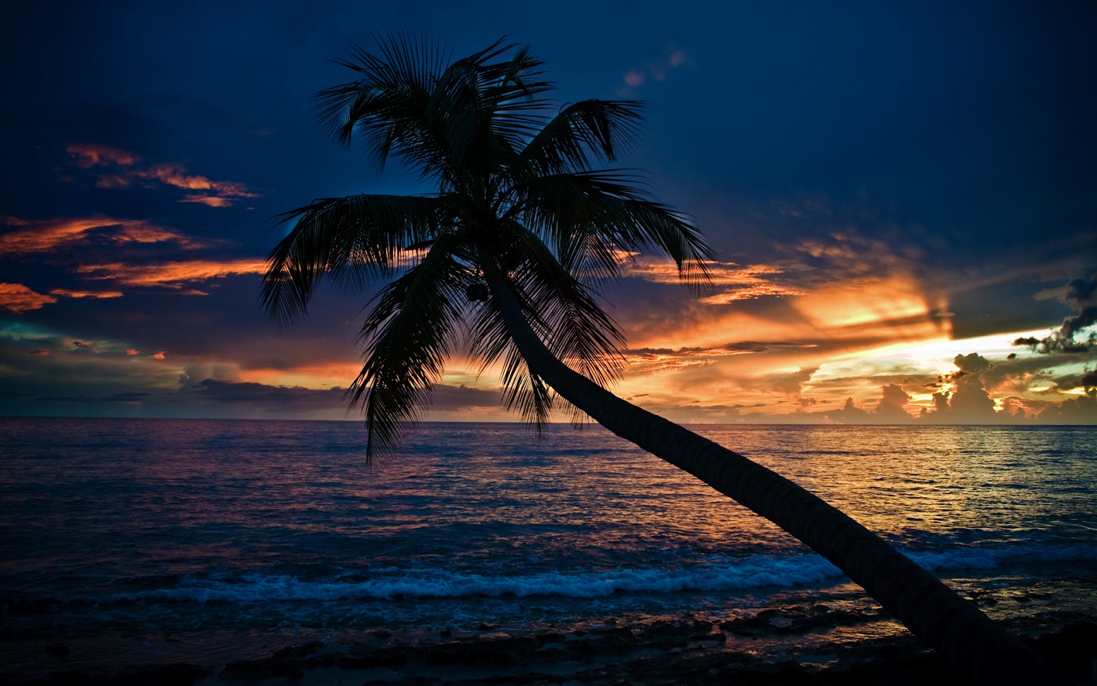 http://4.bp.blogspot.com/-q1I5wqFWUJk/T0KBSXprMNI/AAAAAAAAAzQ/wYrJzvfM_GM/s1600/coconut+tree+in+sea+HD+wallpaper.jpg