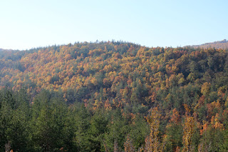 A ridge covered in trees A ridge covered in trees