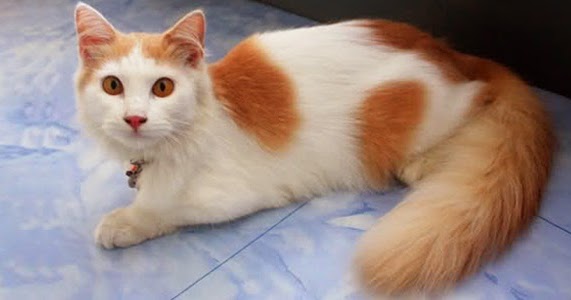 http://4.bp.blogspot.com/-q1PEvnWYnGM/VTSrS1-x2TI/AAAAAAAADIQ/uFPEBZWSKDM/w1200-h630-p-nu/kisah%2Bkeistimewaan%2Bkucing%2Bdalam%2Bsejarah%2Bislam.jpg