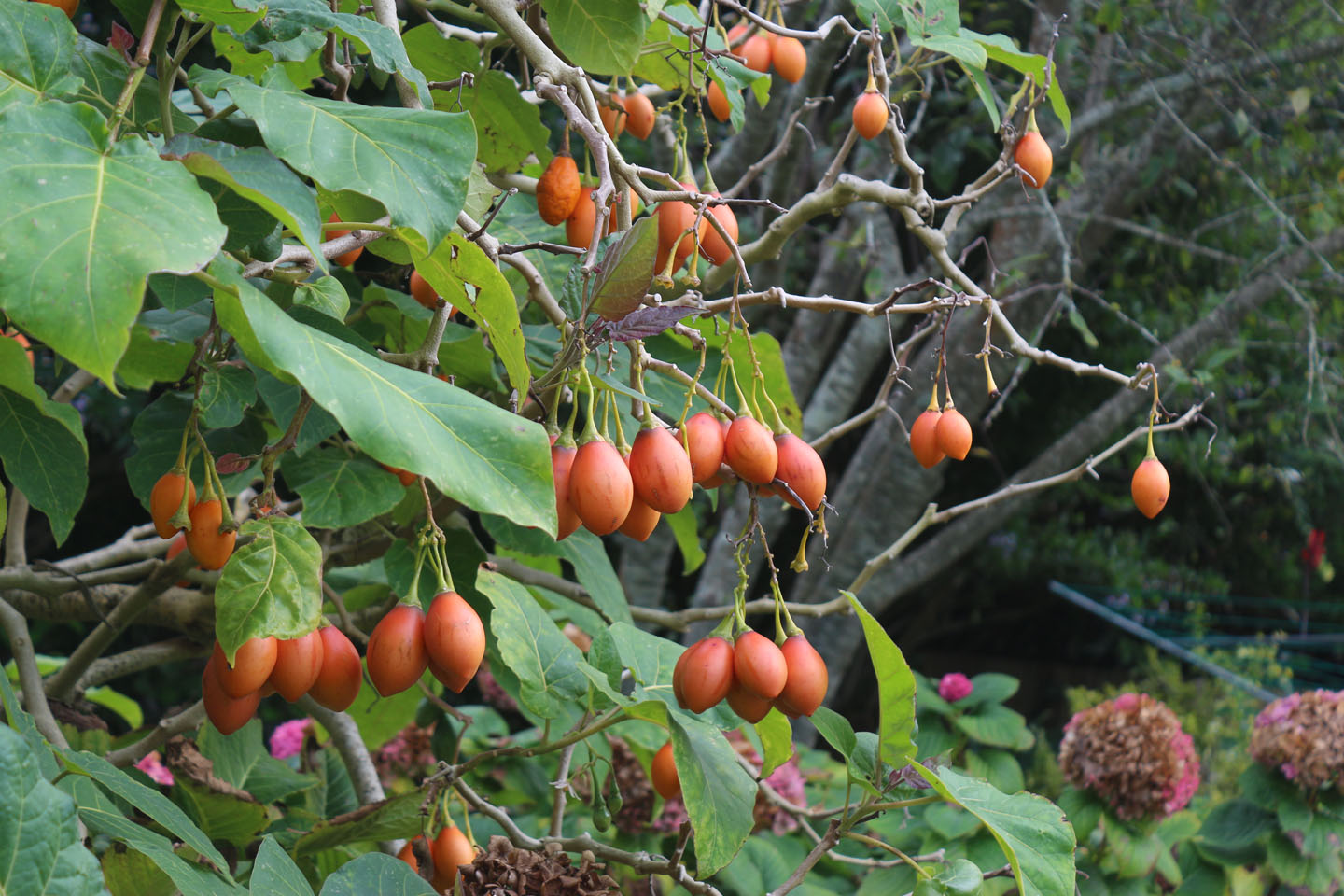 Tomato Tree | 66 square feet plus tree tomato Tomato Tree | 66 square feet plus tree tomato