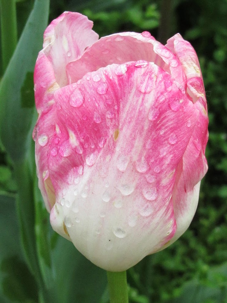 white and pink tulip with raindrops