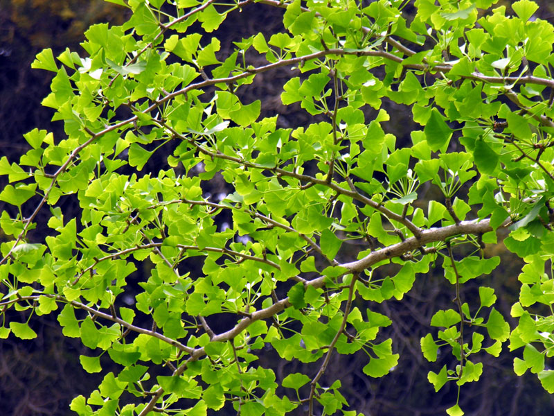 Pampore Ginkgo biloba plants for sale