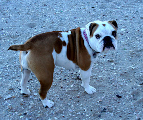 Lola our Bulldog