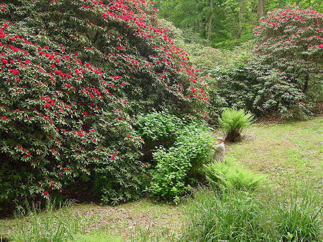 Abelia Plant Care And Culture Travaldo S Blog