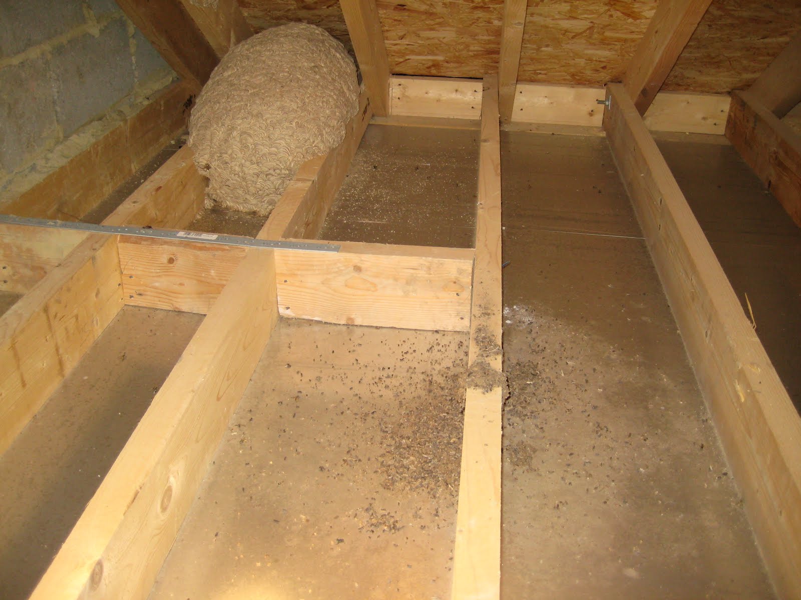 North Bucks Wildlife Lesser Horseshoe Hunt