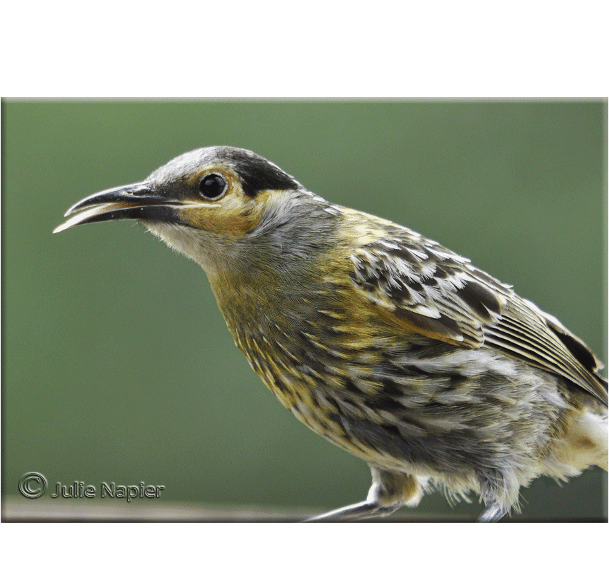 McLeays Honeyeater