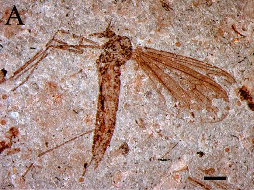 http://sciencythoughts.blogspot.co.uk/2014/06/winter-crane-flies-from-middle-jurassic.html