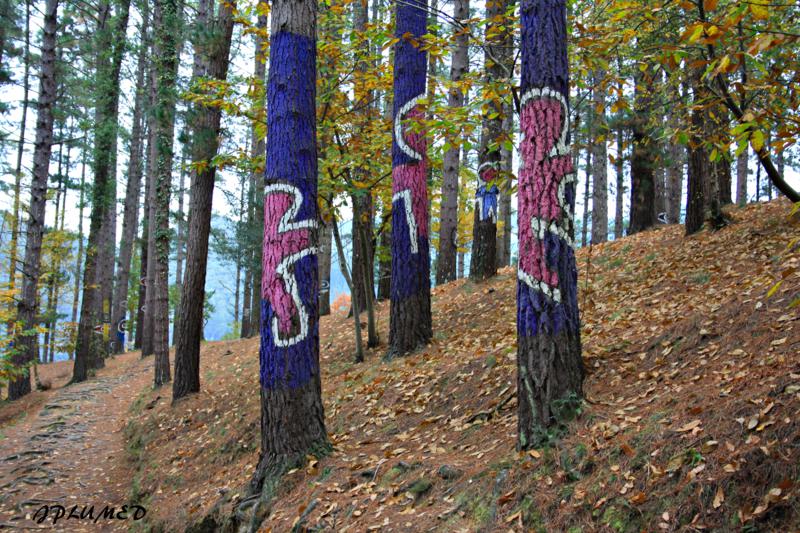 PUEBLOS Y LUGARES CON ENCANTO BOSQUE DE OMA KORTEZUBI *** ( PAIS VASCO )