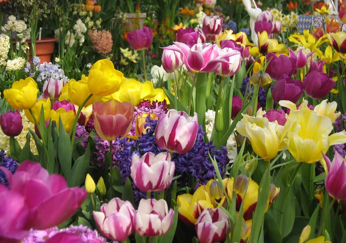 All God's Creatures Most Common Poisonous Plants