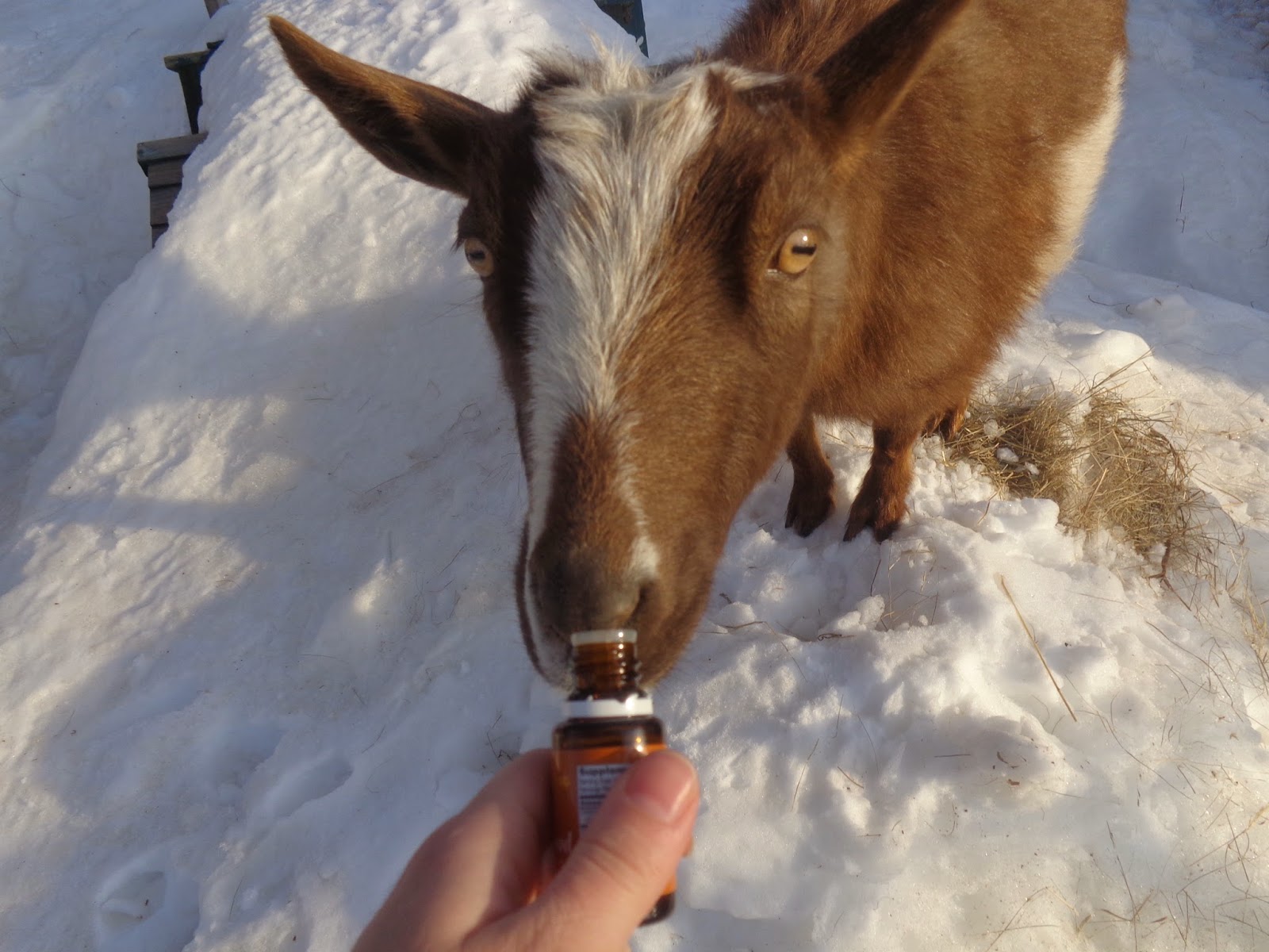 Weeping Willow Microfarm How I'm Controlling Goat Lice Naturally