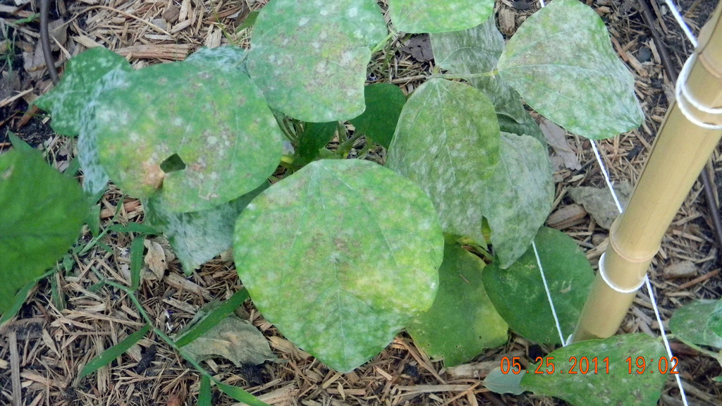 Florida Outdoor Backyard Hydroponic Greenhouse