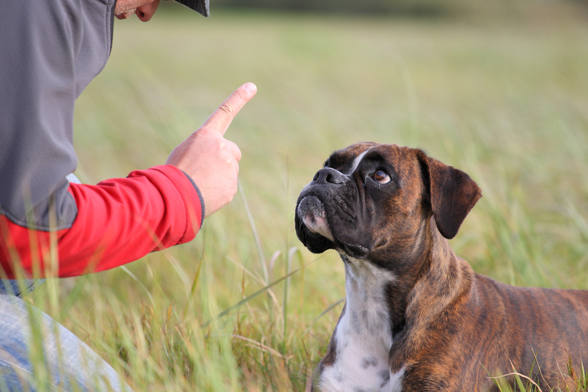 How Can I Stop My Dog From Eating Rabbit Poop How Can I Stop My Dog From Eating Rabbit Poop