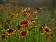 the sheep of glenarchy. wild flowers (wild flowers )