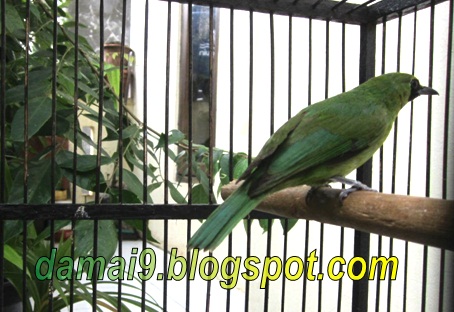 Tips Cara Merawat Cucak Hijau Mini Agar Rajin Bunyi Gacor Dan