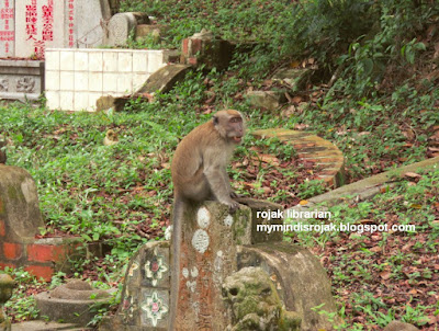 long tailed macaque in Bukit Brown long tailed macaque in Bukit Brown