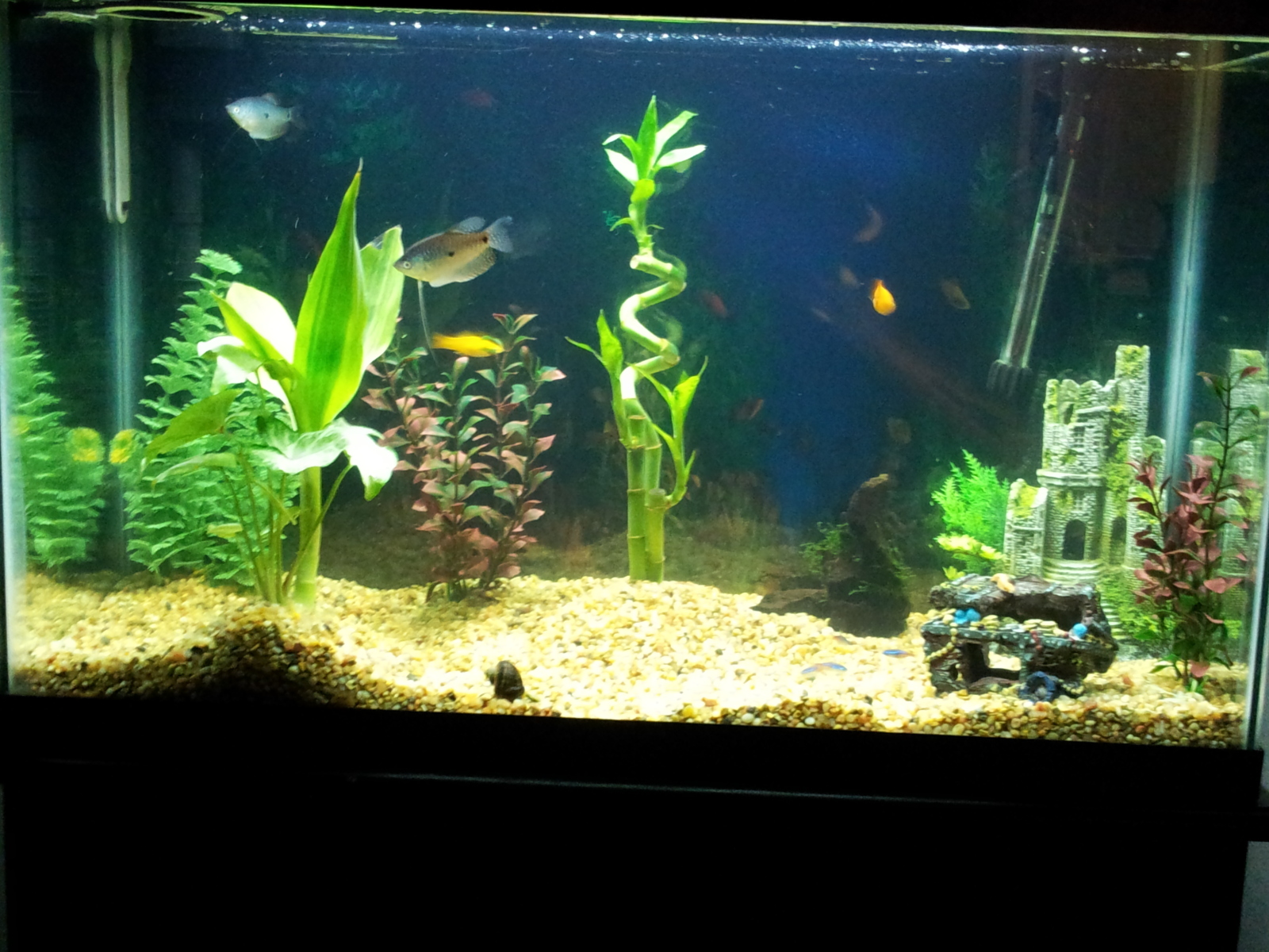 bamboo aquarium plant www