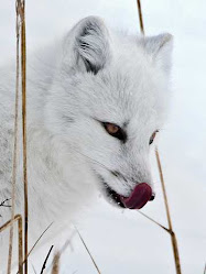 SNOW FOX