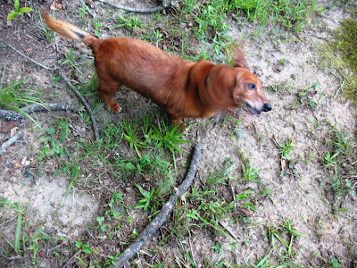 dachshund shaking