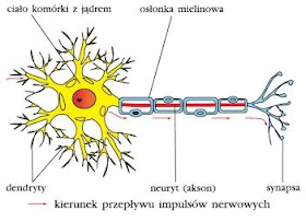 Budowa neuronu