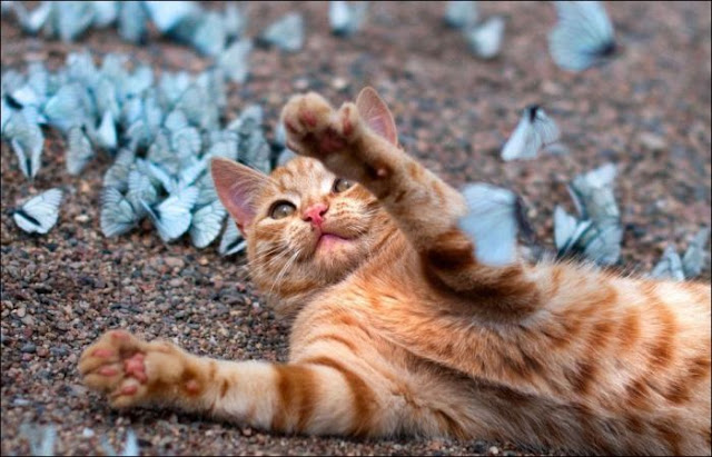 A cat playing with butterflies, cat and butterflies