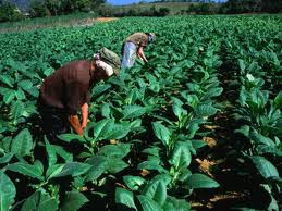 major tobacco companies