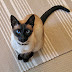 Siamese Cats Seal Point