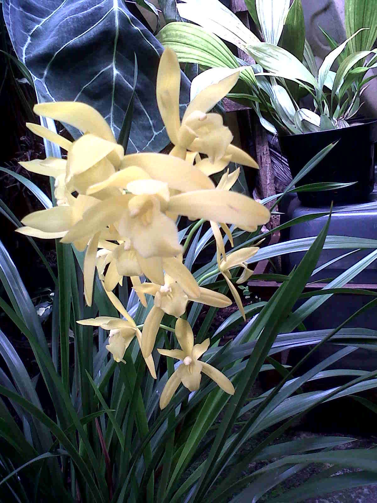 cymbidium golden elf