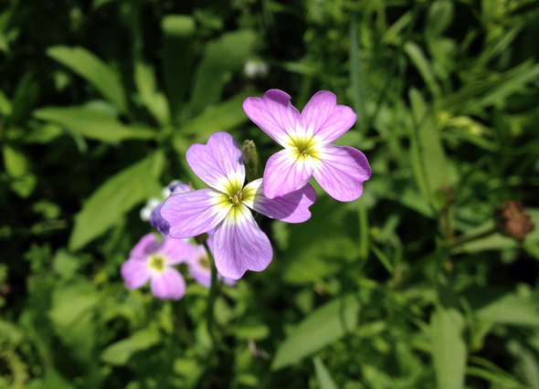virgnia stock pink wildflowers wild flower