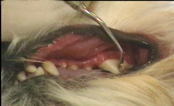 dog-teeth-cleaning+2.jpg