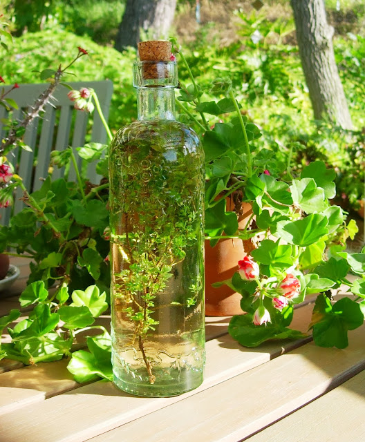 Thyme In A Bottle Stunning Flowers!