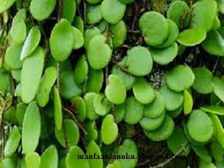 Manfaat Daun Sisik Naga Bagi Kesehatan | Kesehatan