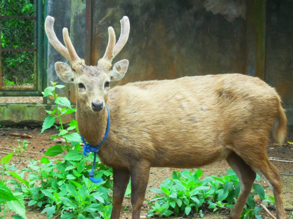 Rusa Bawean | Jual Peralatan , Perlengkapan , dan Aksesoris Hamster