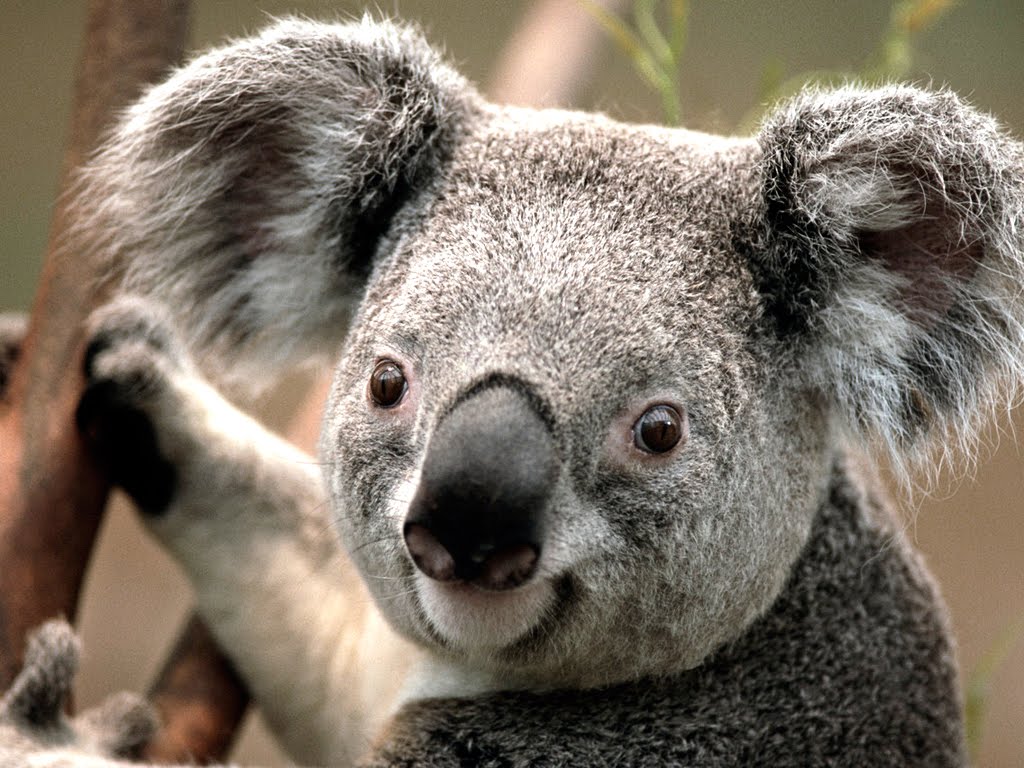 coco the koala