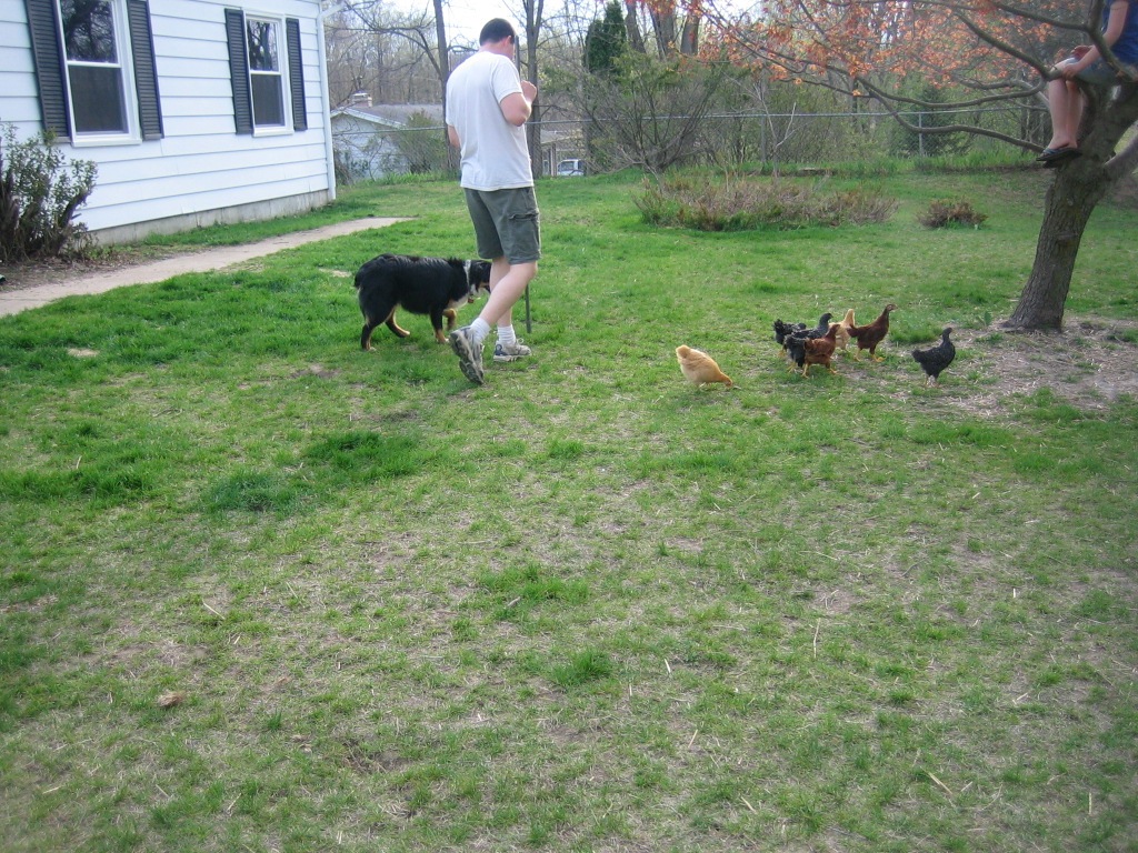 Teaching dogs to herd chickens House Unseen. Life Unscripted.