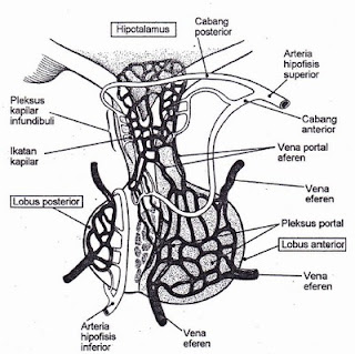 Sistem portal hipofisis-hipotalamus