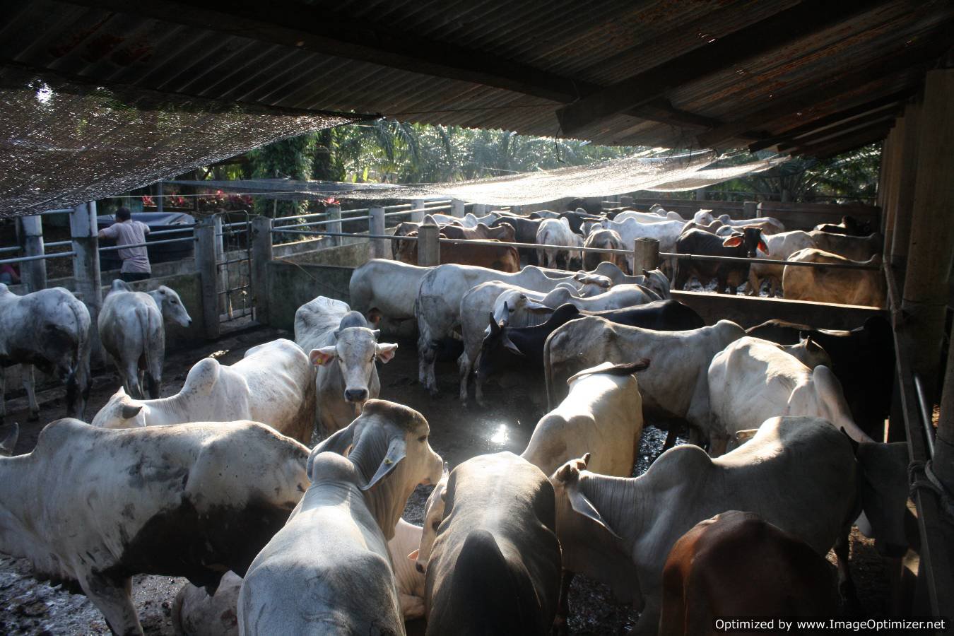 Integrated Farm Our Cattle Farm in Pontian, Johor, Malaysia